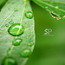 云拨短信app